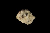 藏品(紫口岩螺)的圖片